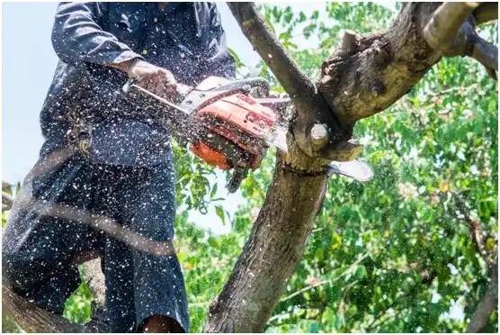 tree services Gig Harbor